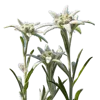 3支雪绒花