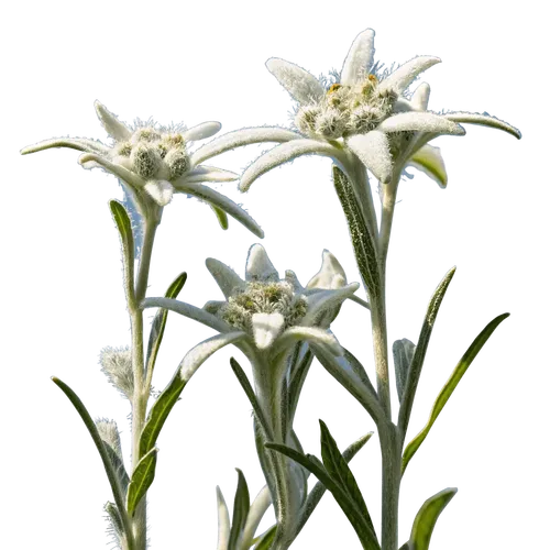 3支雪绒花