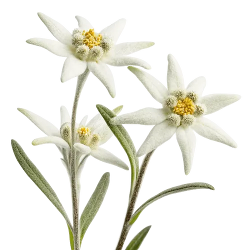 3支雪绒花