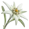 一支雪绒花
