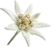 一支雪绒花