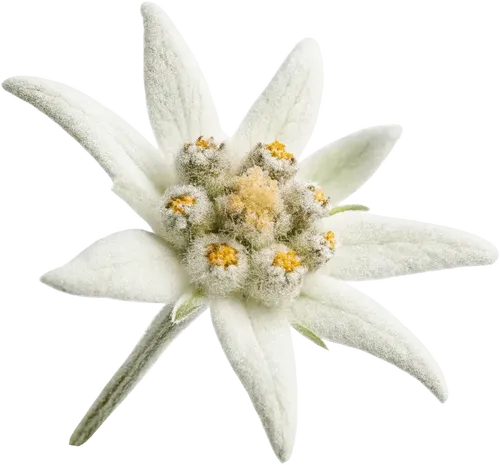 一支雪绒花