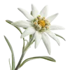 一支雪绒花