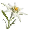 一支雪绒花