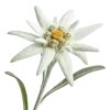 一支雪绒花