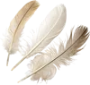 3根白色的羽毛