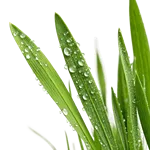 绿草