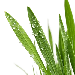 绿草