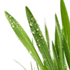 1把绿草