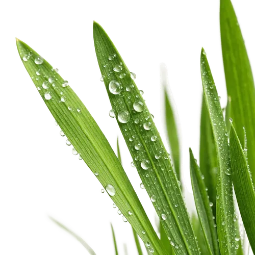 1把绿草