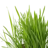 1把绿草