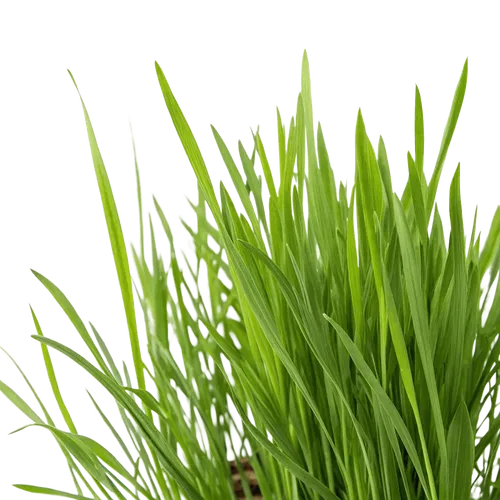 1把绿草