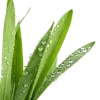 1把绿草
