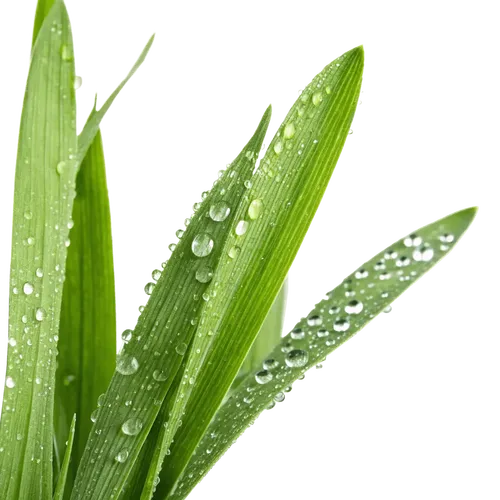 1把绿草