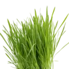 1把绿草