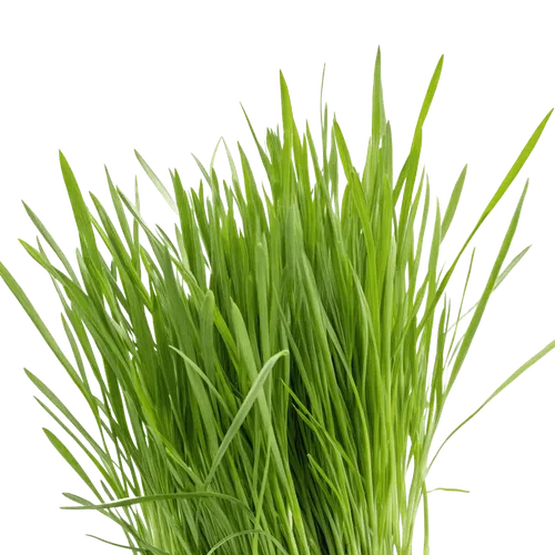 1把绿草