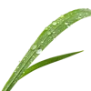 1根绿草