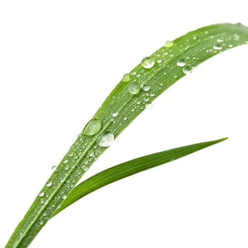 1根绿草