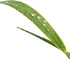 1根绿草