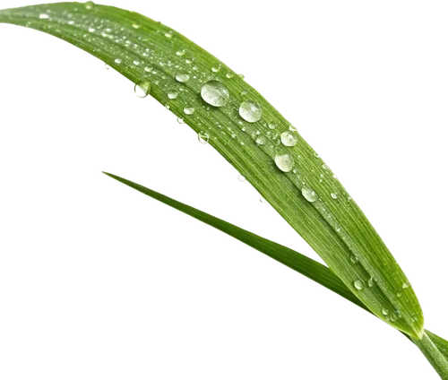 1根绿草