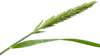 1根绿草
