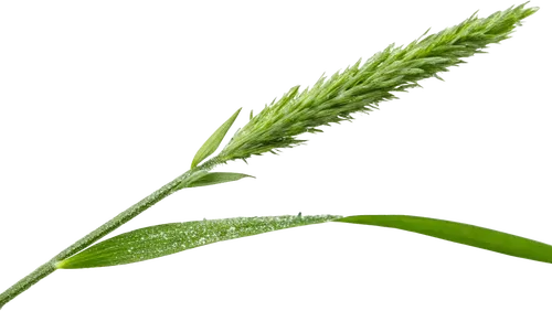 1根绿草
