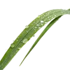 1根绿草