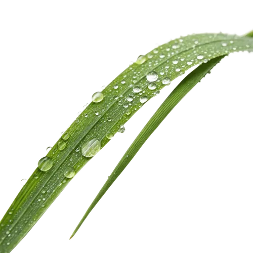 1根绿草
