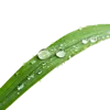 1根绿草