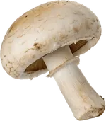 蘑菇