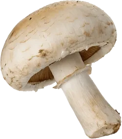 蘑菇