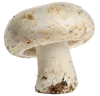 1个蘑菇