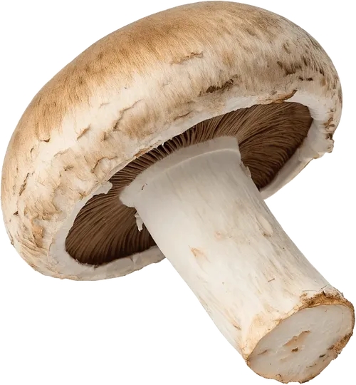 1个蘑菇