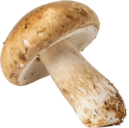 1个蘑菇