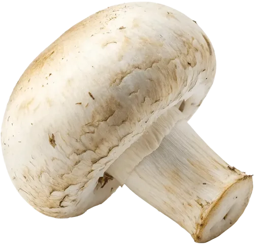 1个蘑菇