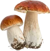 2个蘑菇