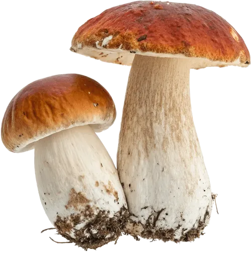 2个蘑菇