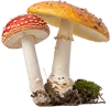 2个蘑菇