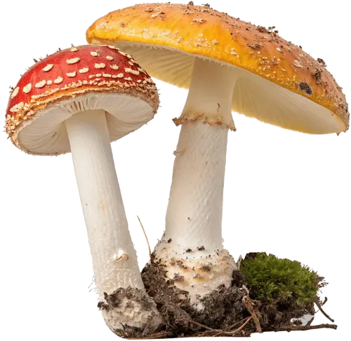2个蘑菇