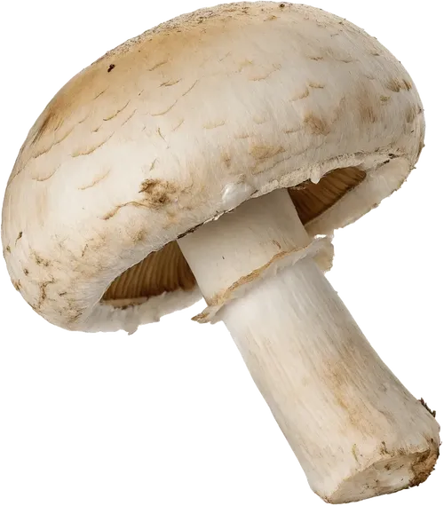 1个蘑菇