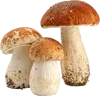 3个蘑菇