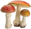 3个蘑菇