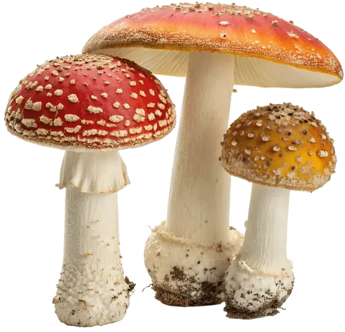 3个蘑菇