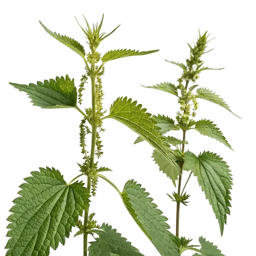 2支荨麻叶