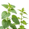 2支荨麻叶