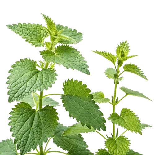 2支荨麻叶