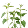 3支荨麻叶