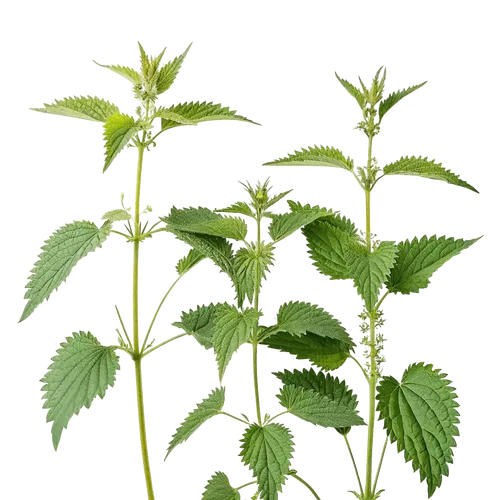 3支荨麻叶