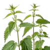 3支荨麻叶