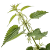 一支荨麻叶